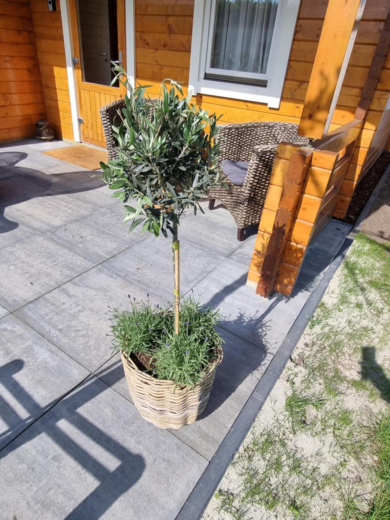 Nieuw - Luxe Blokhut Chalet In Bosrijke Omgeving Anloo Екстериор снимка